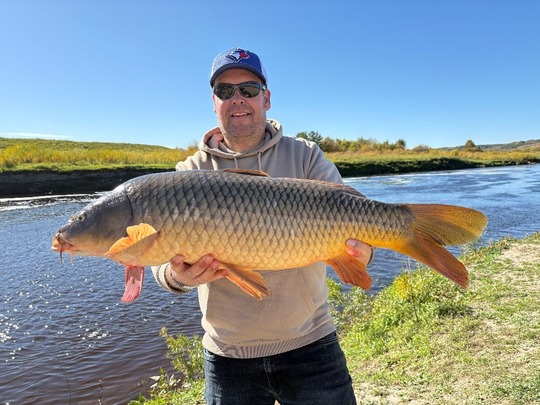 Common Carp
