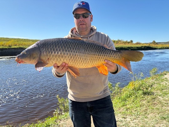 Common Carp