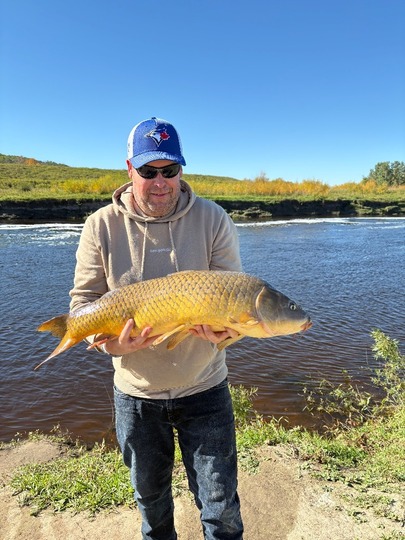 Common Carp
