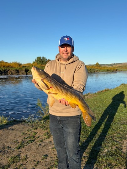 Common Carp