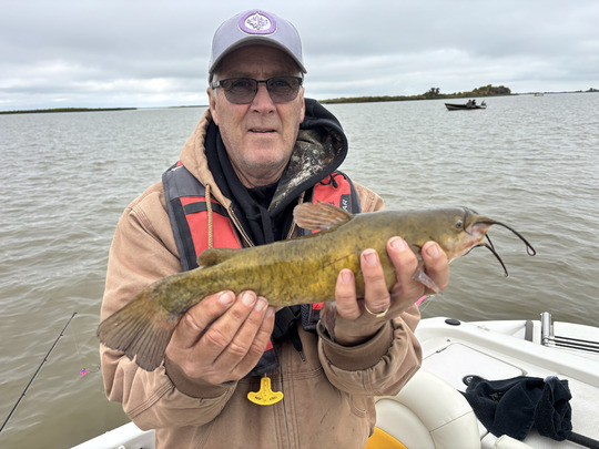 Bullhead