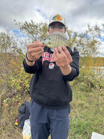 Sunfish