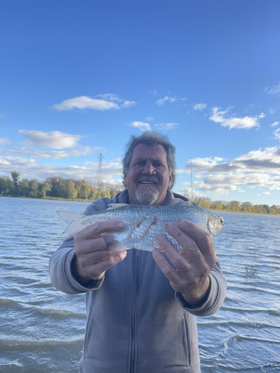 Goldeye