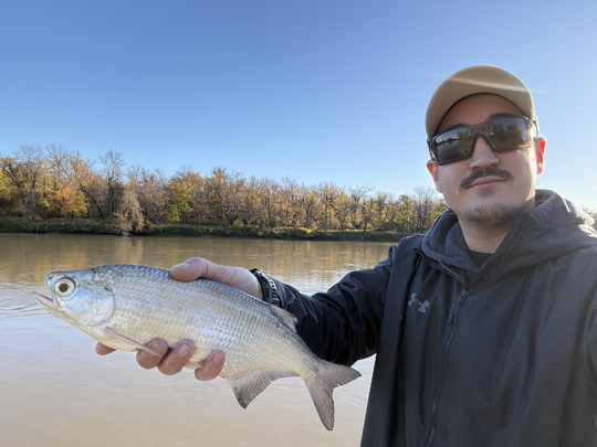 Goldeye
