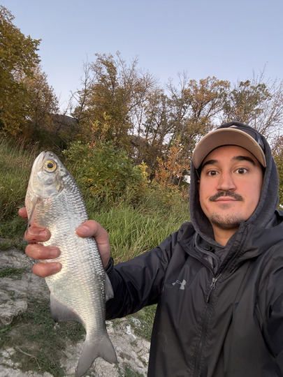 Goldeye