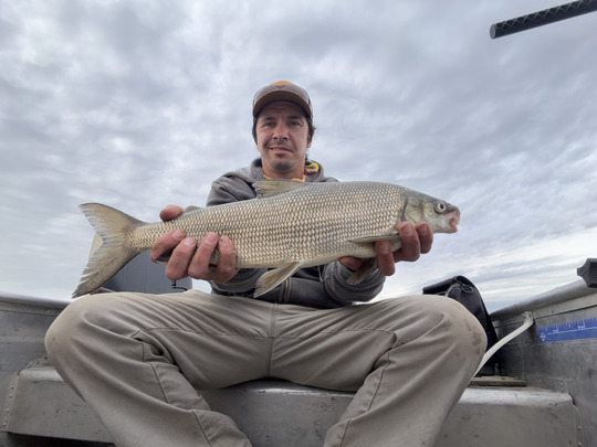 Lake Whitefish