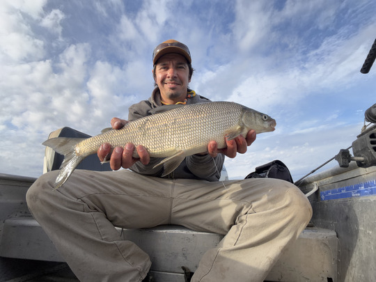 Lake Whitefish