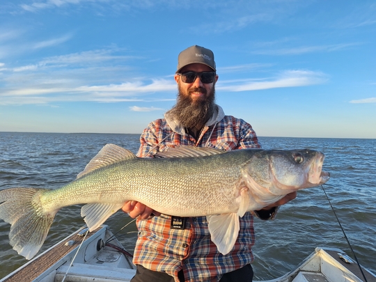 Walleye