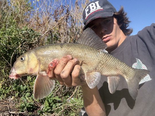 Sucker