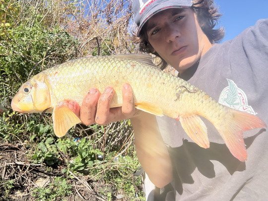 Sucker
