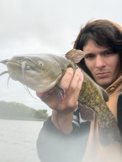 Bullhead