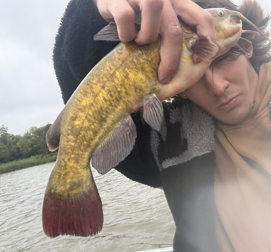 Bullhead