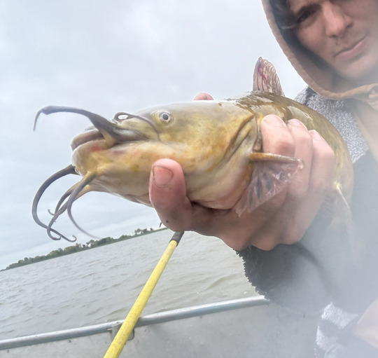Bullhead
