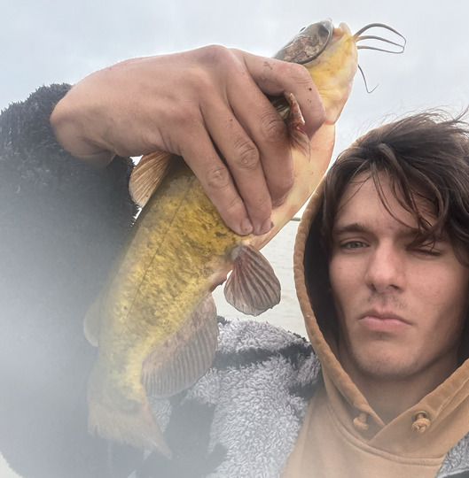 Bullhead