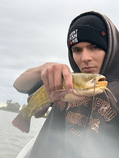 Bullhead