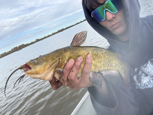 Bullhead