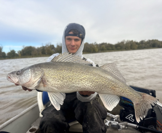 Walleye