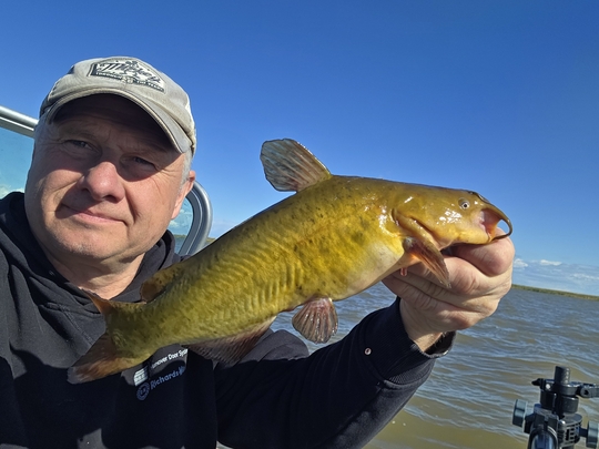 Bullhead