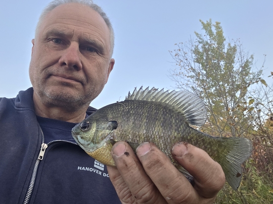 Sunfish