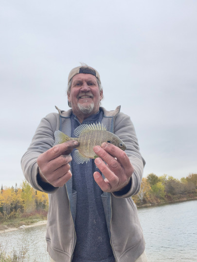 Sunfish
