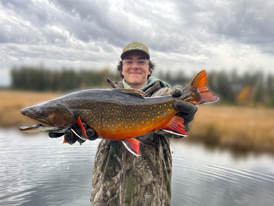 Brook Trout
