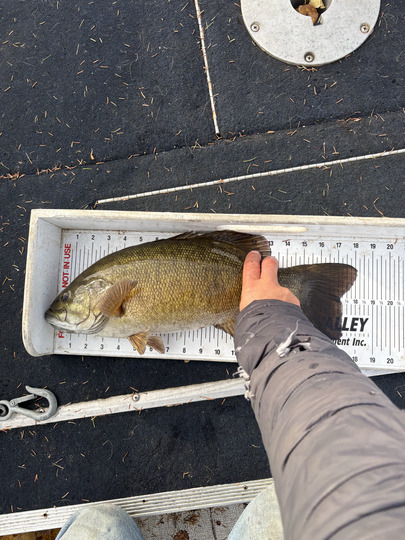 Smallmouth Bass