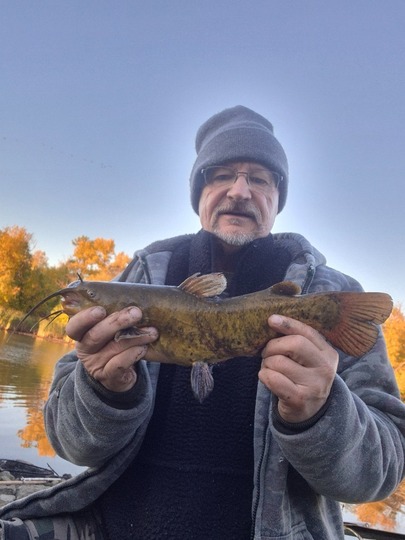 Bullhead