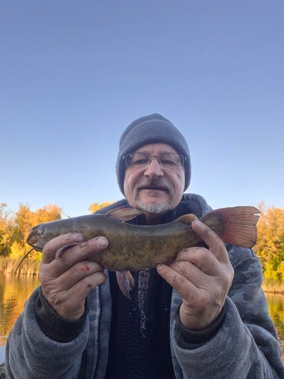 Bullhead