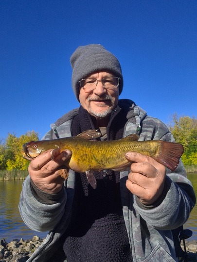 Bullhead