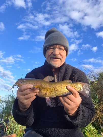 Bullhead