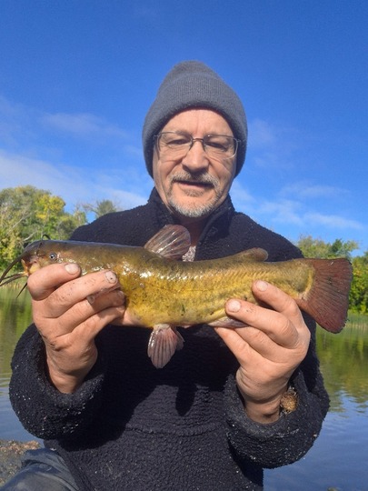 Bullhead