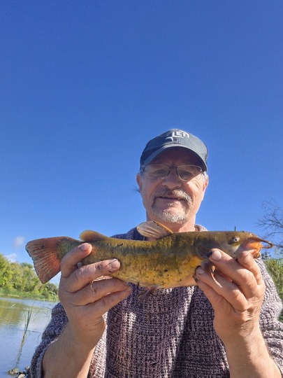 Bullhead