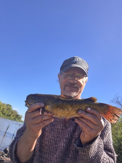 Bullhead