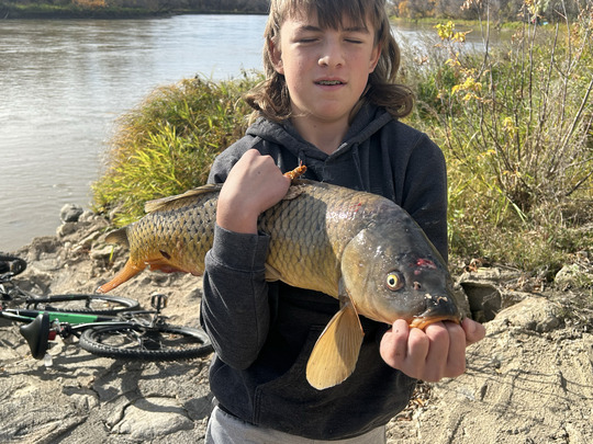 Common Carp