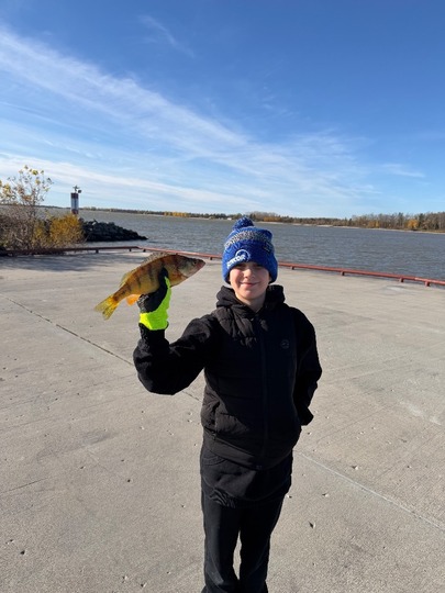 Yellow Perch