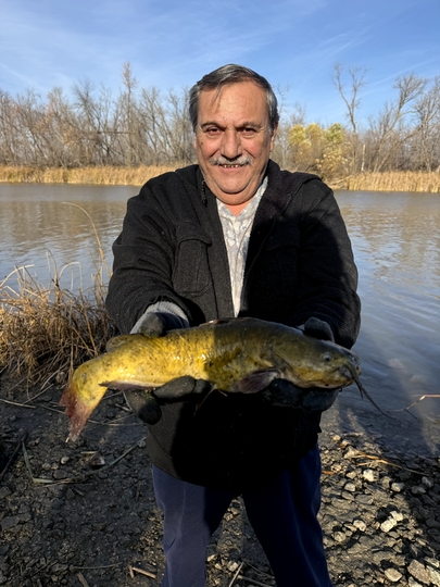 Bullhead