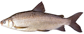 Lake Whitefish