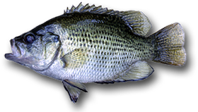 Rock Bass