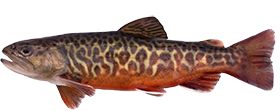 Tiger Trout